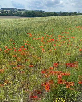 Guillaume Malafosse_7