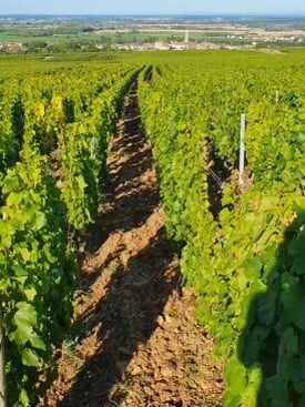 Jérôme Patriarche_12