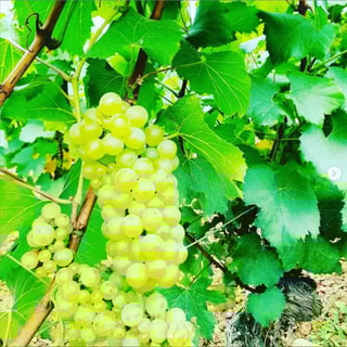 Jérôme Patriarche_13