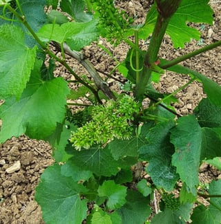 Jérôme Patriarche_14