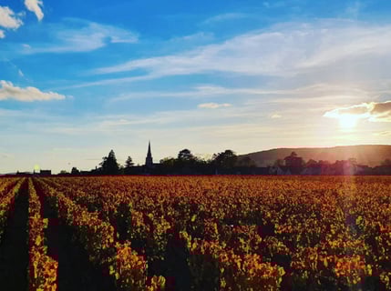 Jérôme Patriarche_6