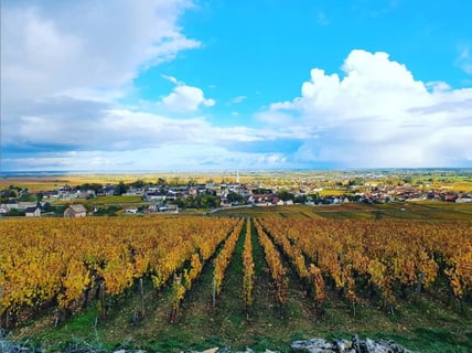 Jérôme Patriarche_7