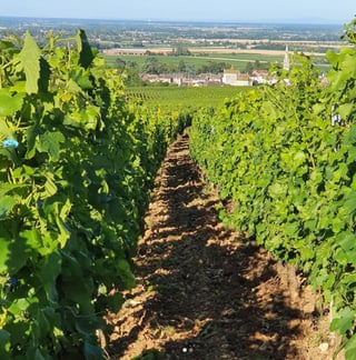 Jérôme Patriarche_8