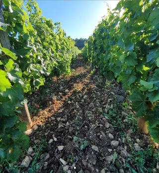 Jérôme Patriarche_9