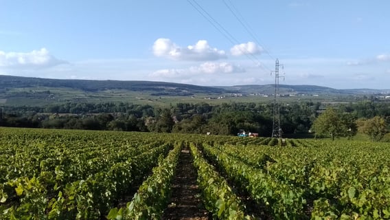 Jean-François Diconne_8