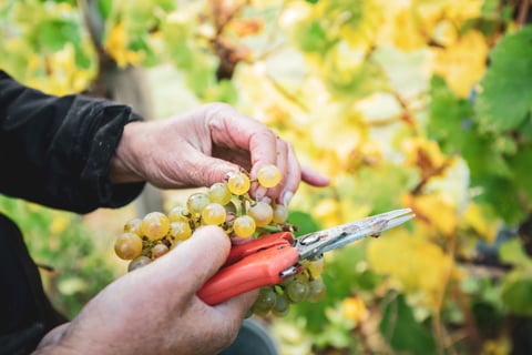 Karoline Pfeffel_10-2