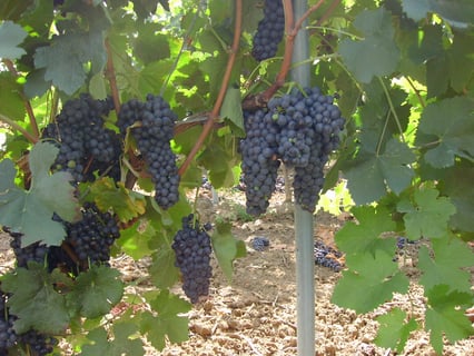 La Bastide Saint Vincent_17