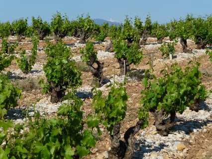 La Bastide Saint Vincent_7