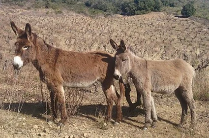 Lanye-Barrac VitiFarm BDY