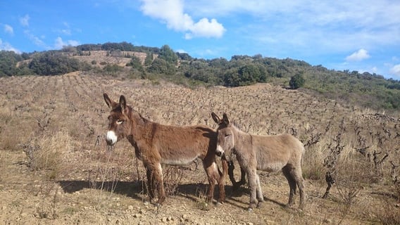 Lanye-Barrac VitiFarm_2