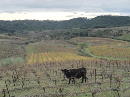 Lanye-Barrac VitiFarm_3