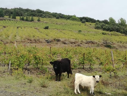 Lanye-Barrac VitiFarm_4