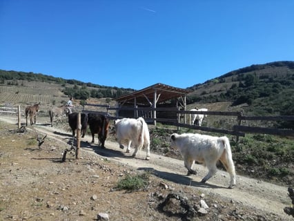 Lanye-Barrac VitiFarm_5