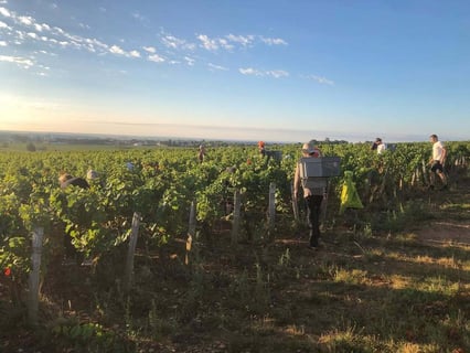 Le Guellec-Ducouet_11