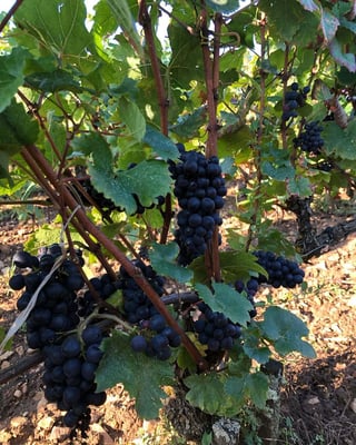 Le Guellec-Ducouet_12