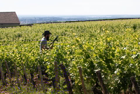 Le Guellec-Ducouet_8