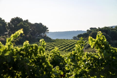 Les Domaines Auriol_10