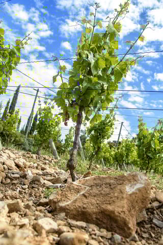 Les Domaines Auriol_11