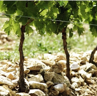 Les Domaines Auriol_12