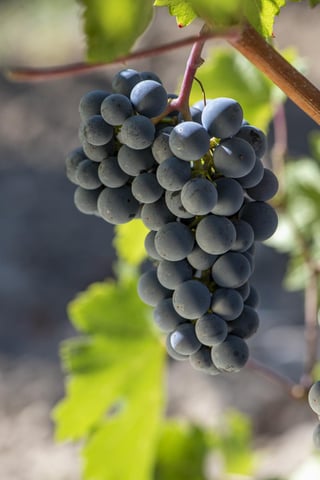 Les Domaines Auriol_13