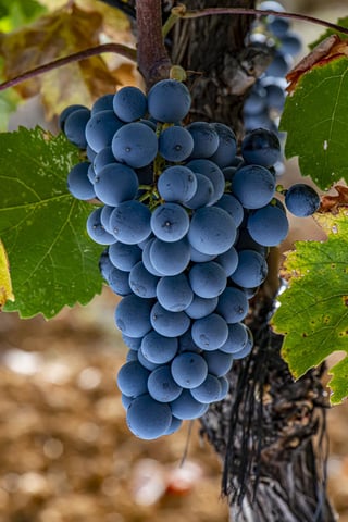 Les Domaines Auriol_14