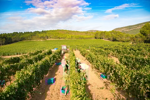 Les Domaines Auriol_4