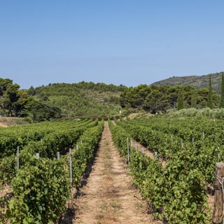 Les Domaines Auriol_6