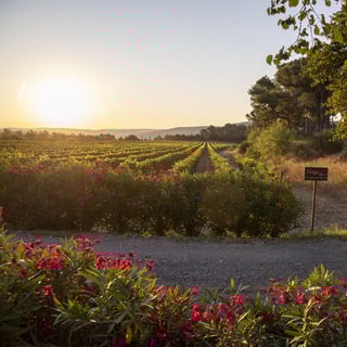 Les Domaines Auriol_7