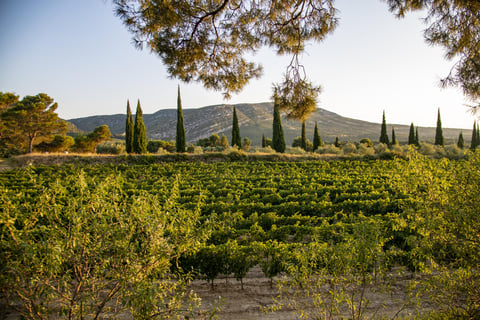 Les Domaines Auriol_8