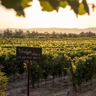 Les Domaines Auriol_9