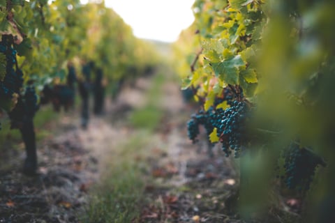 Maison BoueyMaison Bouey_5