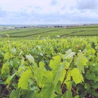 Manon Boutillez-Guer_6