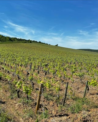 Martin-Dufour_6