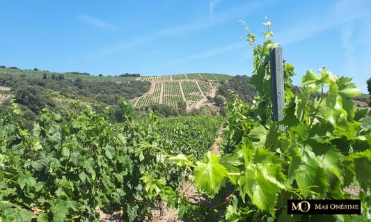 Mas Onésime_1