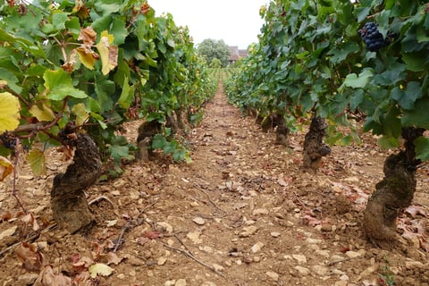 Monthélie-Douhairet-Porcheret_10