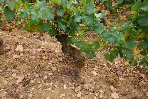 Monthélie-Douhairet-Porcheret_11