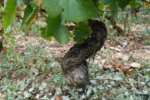 Monthélie-Douhairet-Porcheret_13