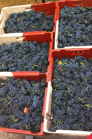 Monthélie-Douhairet-Porcheret_14