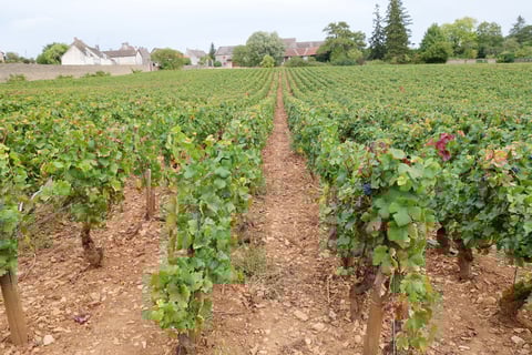 Monthélie-Douhairet-Porcheret_7