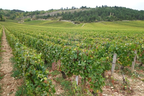 Monthélie-Douhairet-Porcheret_8