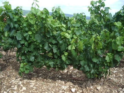 Nathalie & Gilles Fèvre_5