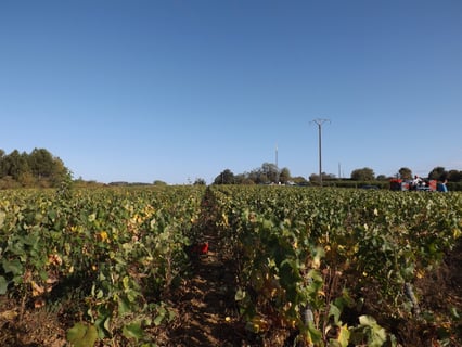 Nicolas Raspiller_11