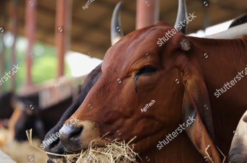 search-block-list-05