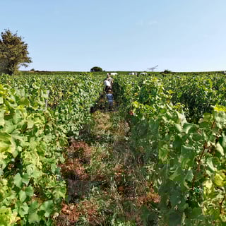 Pacaud Vignerons_12