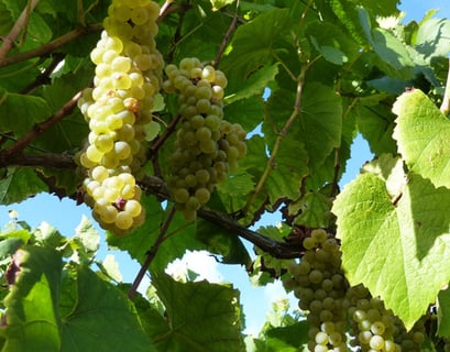 Pierre et Chantal Lieubeau_7