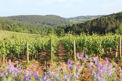 Stéphane de Sousa_10