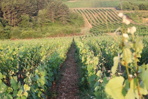 Stéphane de Sousa_13