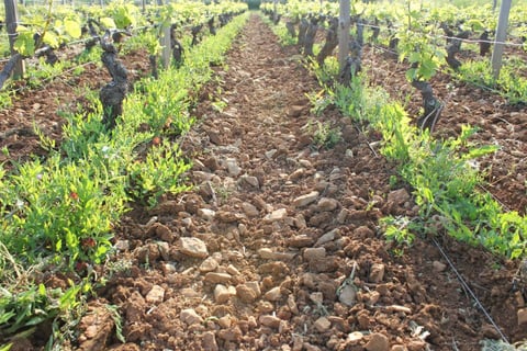 Stéphane de Sousa_5