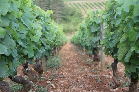 Stéphane de Sousa_6