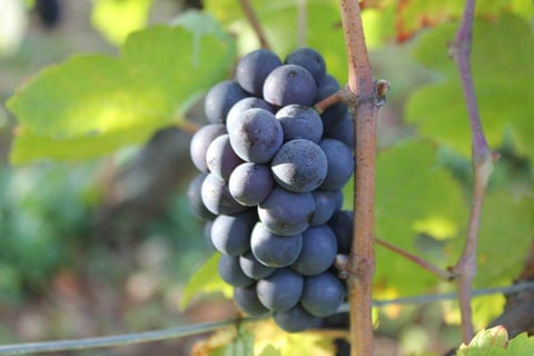 Stéphane de Sousa_19